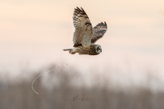 86I0337-Edit